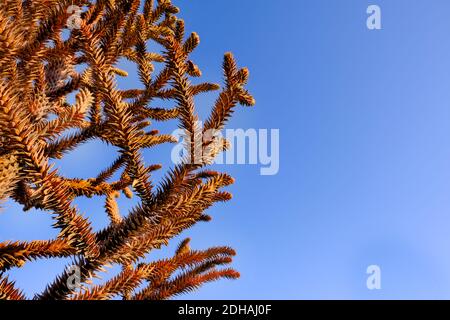 Araucaria araucana, chilenische Kiefer oder Affe Puzzle Baum Stamm Detail. Stockfoto