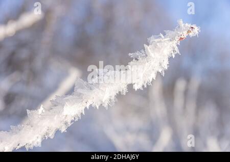 Eiskristalle auf einem Zweig im Winter. Eiskristalle an einem Zweig im Winter. Stockfoto