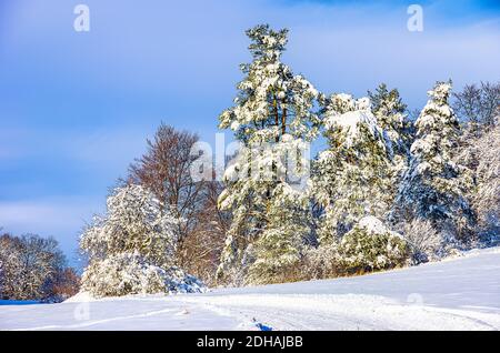 Winterliche Landschaft mit Landstraße und Baumhain. Stockfoto