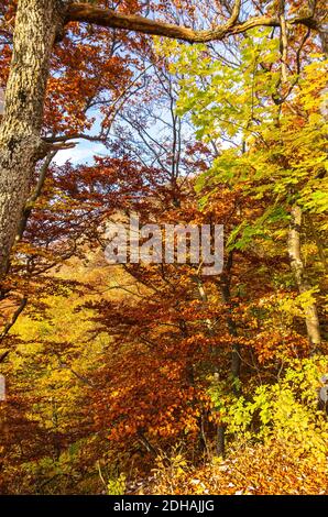 Bunte Laub von Bäumen und Sträuchern verbreitet Herbststimmung. Stockfoto