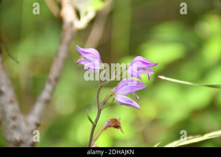 Violette Blüten von Cephalanthera rubra am Ufer eines Flusses. Seine Blüten in Dorn mit Blume, sind Hermaphroditen. Stockfoto