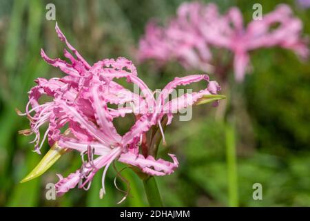 Nahaufnahme einer blühenden Guernsey-Lilie (nerine bowdenii) Stockfoto