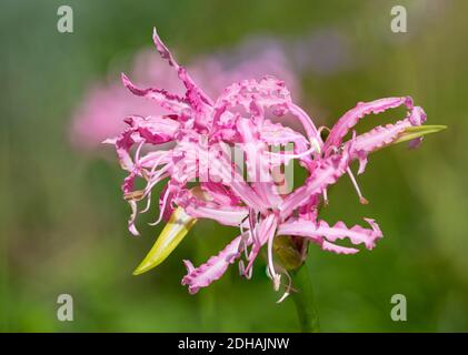 Nahaufnahme einer blühenden Guernsey-Lilie (nerine bowdenii) Stockfoto