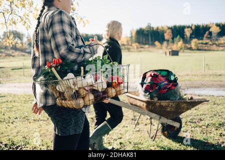 Mittelteil der mittleren erwachsenen Farmerin mit Korb voll Gemüse von Freund schieben Schubkarre auf Feld Stockfoto