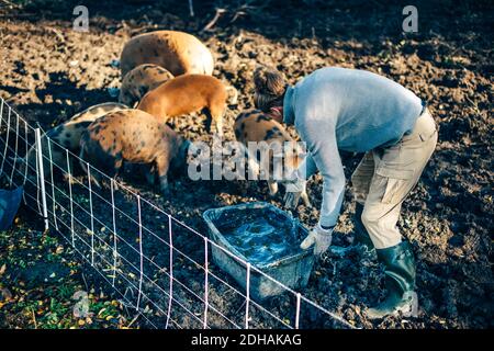 Mid adult männlichen Landwirt kümmert sich um Schweine bei Bio Bauernhof Stockfoto