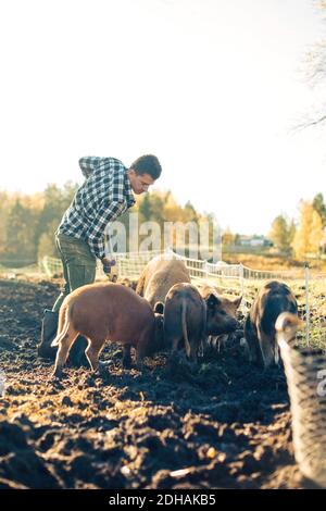 Mid adult männlichen Landwirt Fütterung Schweine bei Tier Pen in Bio-Bauernhof Stockfoto