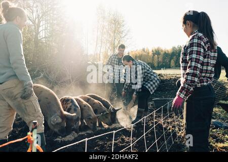 Multiethnische männliche und weibliche Landwirte füttern Schweine auf Bio-Farm Stockfoto