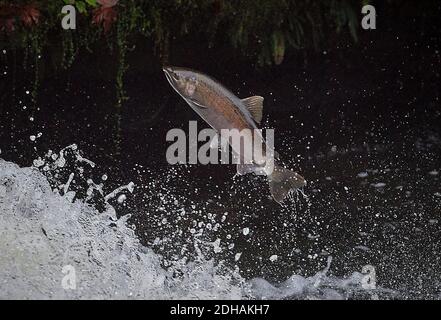 Ein wandernder Coho-Lachs (Oncorhynchus kisutch) springt auf den Lake Creek Falls an einem Nebenfluss des Siuslaw River im Westen von Oregon. Stockfoto