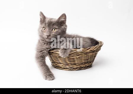 Kleines graues Kätzchen sitzt in einem Korb. Weißer Hintergrund Stockfoto