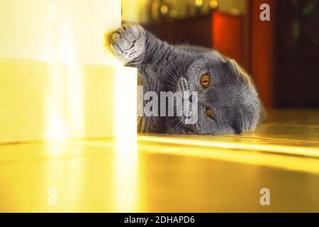 Graue britische Rasse Katze liegt auf dem Boden. Scotish Falte Katze in Wohnräumen, grau blaue Farbe. Weichfokus, Nahaufnahme. Stockfoto