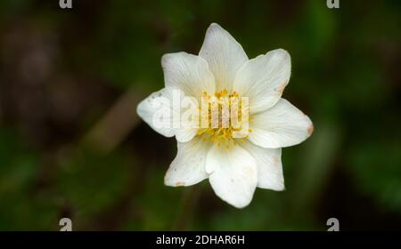 Nahaufnahme von einer weißen Blume Stockfoto