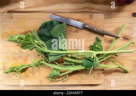 "Tenerumi": Ein typischer Bestandteil der sizilianischen Küche, Spitzen und Blätter der sizilianischen Zucchini-Schlange (Lagenaria longissima) Stockfoto