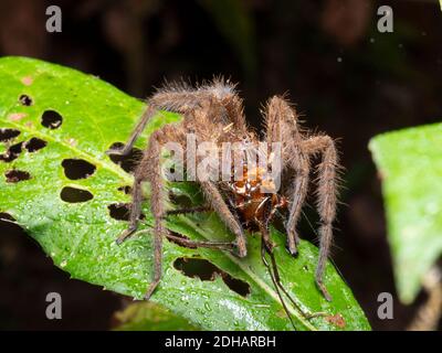 Wanderspinne (Familie Ctenidae), die sich auf einem riesigen Papa mit langen Beinen (Opiliones) im Bergregenwald auf 2.000 m Höhe ernährt, Cordillera del Toisan, Lo Stockfoto