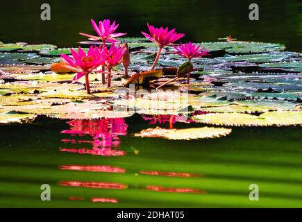 Blüte Rosa Lotus, Wasserpflanze mit Spiegelung Stockfoto