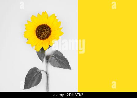 Farben des Jahres 2021. Grau und Gelb. Sonnenblume auf grauem Hintergrund Stockfoto