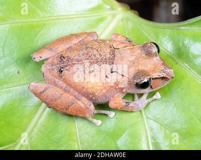 Kichwa Regenfrösche (Pristimantis kichwarum) im Regenwald Unterholz bei Nacht, Yasuni National Park, Ecuador, Juli 2018. Stockfoto