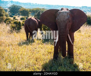 Afrikanischer Elefant, der in der Savannah bei Serengeti steht Stockfoto