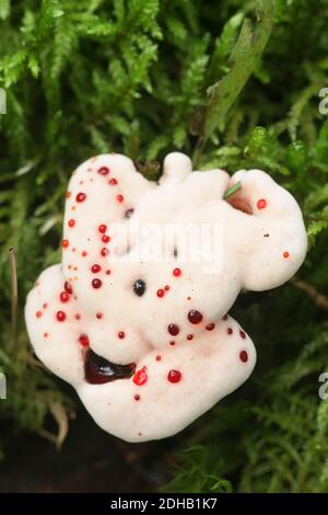 Hydnellum peckii, wie Erdbeeren mit Sahne bekannt, die Blutungen und das Bluten Hydnellum Zahn pilz, pilze aus Finnland Stockfoto