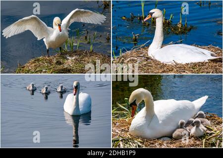 Zusammensetzung des Brutzyklus für die Familie der Stummen Schwäne mit dem weiblichen Schwan auf dem Nest und den neu geschlüpften Cygnets, East Lothian, Schottland, Großbritannien Stockfoto