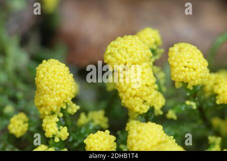 Physarum virescens, gelbe Schleimform der Ordnung Physarales Stockfoto