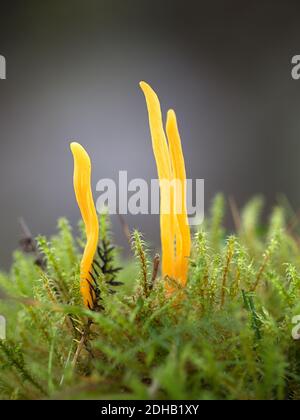 Clavulinopsis helvola, goldener Klubpilz, Wildpilze aus Finnland Stockfoto