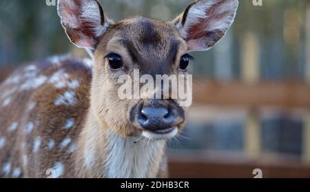 Junge Hirsche Porträt, Tierpark Besuch Stockfoto