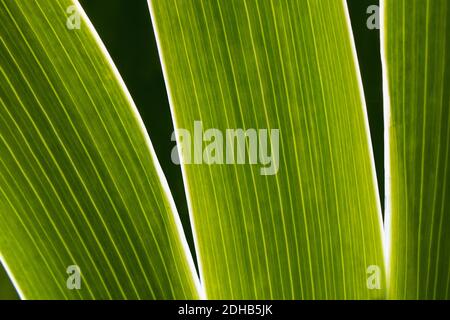 Nahaufnahme von hinterleuchteten grünen Blättern der Irisblume an einem sonnigen Tag. Detail der Venen mit parallelen Linien Muster auf linear geformten Blatt. Abstrakter Makrophot Stockfoto