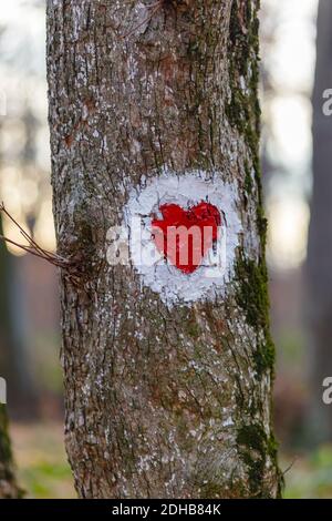 Eine schöne Aufnahme eines roten Herzens in einem weißen Kreis auf einem Baumstamm gemalt - Liebeskonzept Stockfoto