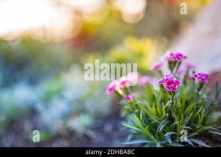 Atemberaubende Sonnenuntergang Garten Nahaufnahme, rosa Blumen mit verschwommener Bokeh Natur. Ruhige, entspannende Blumenkulisse, Traumfarben Stockfoto