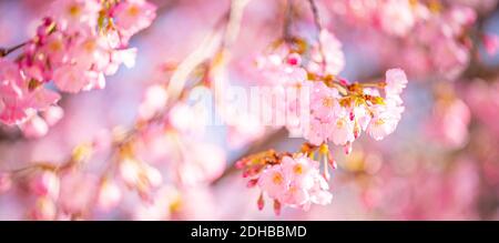 Zweige blühender Kirsche Makro mit weichem Fokus Bokeh Blumen sanfter blauer Himmel Sonnenlicht mit Kopierraum. Schöne Blumen Frühling verschwimmen Bokeh Natur Stockfoto
