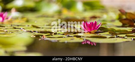 Blossom Pink Lotus, water plant with reflection. Spa zen concept, peaceful nature closeup, floral garden pond Stockfoto