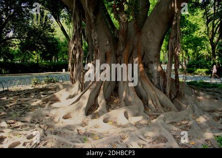 Wurzelknopfwurzeln eines großen Ficus macrophylla Moreton Bay Abb. Australischer Banyan Baum im Maria Luisa Park Sevilla Spanien Stockfoto