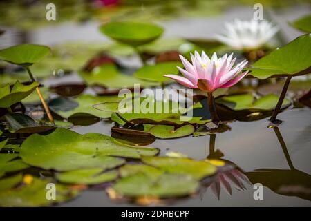 Blossom Pink Lotus, water plant with reflection. Spa zen concept, peaceful nature closeup, floral garden pond Stockfoto