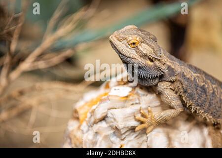 Agama Dragon Lizard. Indian garden lizard (Calotes versicolor) on rocks with natural sunlight, reptile hunting for insects. Animal wildlife portrait Stockfoto