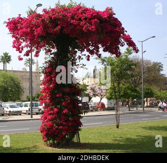 Magenta Bougainvillea dornige Zierpflanze in voller Blüte auf einem Straße in Sevilla Andalusien Spanien in Form einer Baumfrühling 2014 Stockfoto