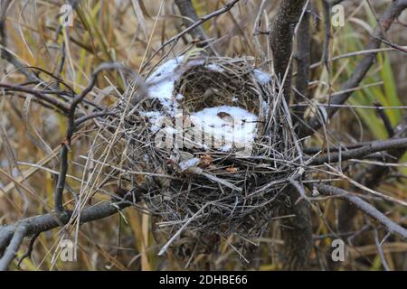 Verlassene Vogelnest auf einem Baum Winter Stockfoto