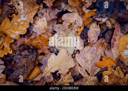 Herbst Eiche Blätter auf dem Boden nach Regen mit Schnee Stockfoto