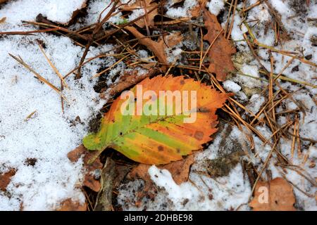 Herbstblatt auf gefrorenem Boden mit Schnee im Wald Stockfoto