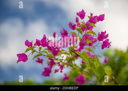 Blühende Bougainvillea Bouquet auf Baum. Magentafarbene Blüten im tropischen Garten. Bougainvillea Blumen als Hintergrund. Exotischer Blumenhintergrund. Stockfoto