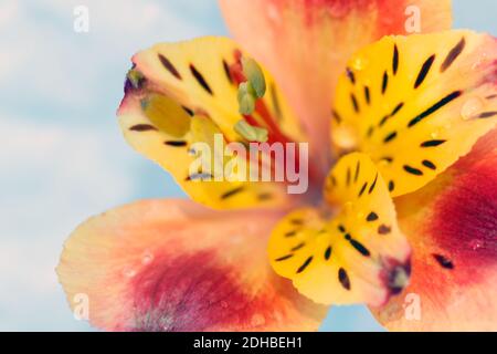 Makrofotografie einer schönen roten, orangefarbenen und gelbfarbenen Alstroemeria Stockfoto