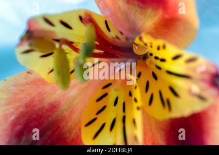Makrofotografie einer schönen roten, orangefarbenen und gelbfarbenen Alstroemeria Stockfoto