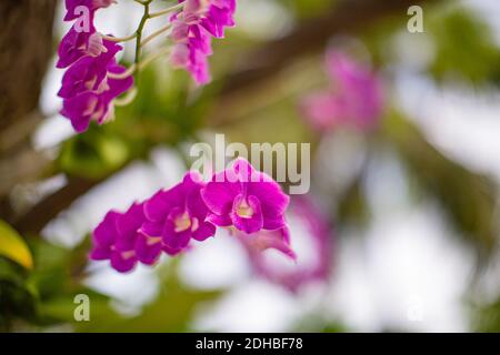 Orchideenblüte im Garten am Winter oder Sommertag für Weihnachten und glückliches neues Jahr 2021 Postkartendesign. Phalaenopsis Orchidee. Tropischer Blumenhintergrund Stockfoto