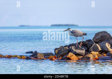 Großer blauer Reiher auf einem Felsen am Strand. Tropische Tierwelt auf der Jagd nach Fischen, über Felsen stehend und ruhige Meeresbrandung auf der exotischen Insel der Malediven Stockfoto