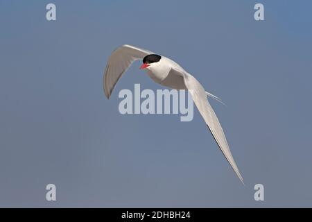 Seeseeschwalbe im Flug, Seelöweninsel, Falkland, Januar 2018 Stockfoto