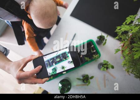 Hochwinkelansicht von Bloggern, die Pflanzen mit dem Smartphone fotografieren Beim Tragen Baby Mädchen in der Küche Stockfoto