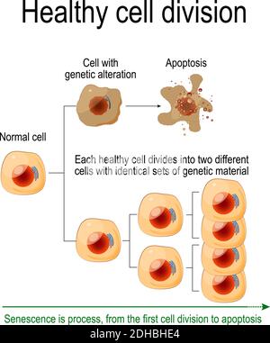 Gesunde Zellteilung. Jede gesunde Zelle teilt sich in zwei verschiedene Zellen mit identischem genetischem Material auf. Seneszenz ist Prozess Stock Vektor