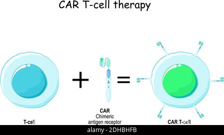 Immuntherapie. T-Zell- und chimären Antigen-Rezeptor (CAR). Biologische Therapie Stock Vektor