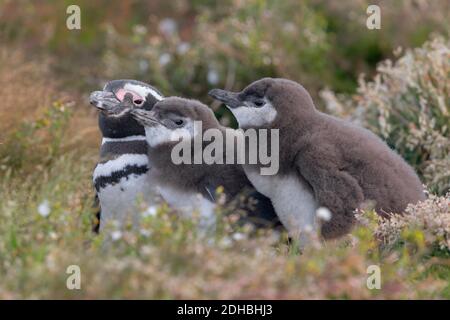 Magellanic Pinguin Familie, Sea Lion Insel, Falkland, Januar 2018 Stockfoto