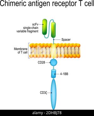 Chimäre Antigenrezeptor-T-Zelle (CAR). Künstliche T-Zell-Rezeptoren sind Proteine, die für die Krebstherapie entwickelt wurden (Tötung von Tumorzellen) Stock Vektor