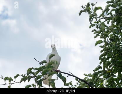 Weiße Schildkrötentaube (Streptopelia roseogrisea), die auf einem Ast sitzt. Hellblauer Himmel Hintergrund hinter dem Vogel. Stockfoto